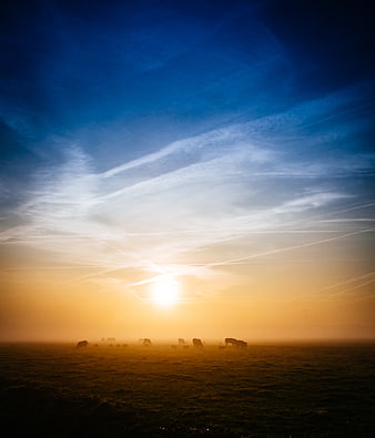 Silhouetted Cows in Misty Field at Sunrise