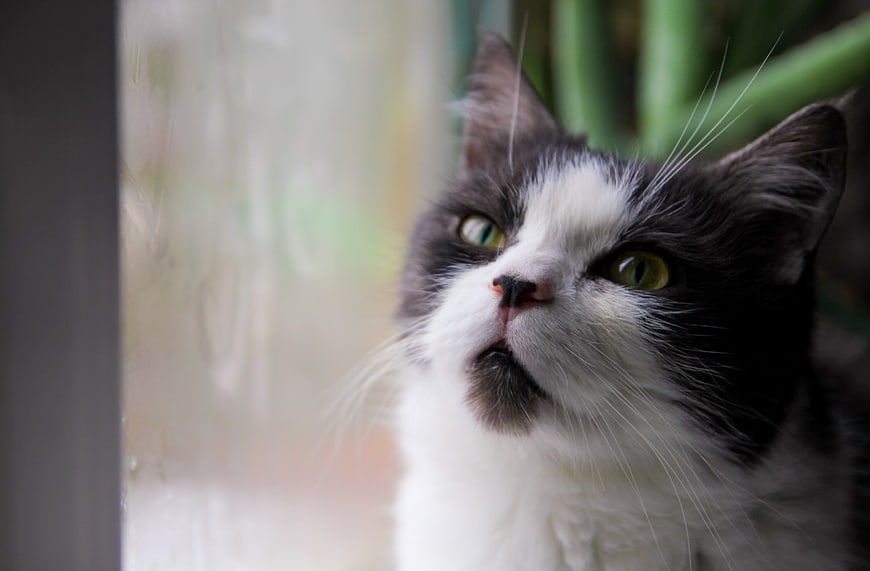 Close-up of a black and white cat looking up