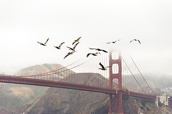 Flock of Pelicans Flying Over Golden Gate Bridge in Fog