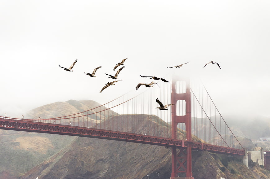 Flock of Pelicans Flying Over Golden Gate Bridge in Fog