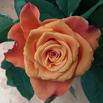 Close-up of a vibrant orange rose with green leaves