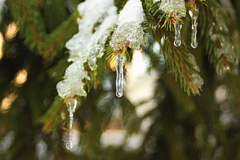 Close-up of icicles and snow on pine tree branches