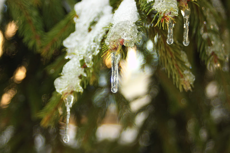 Close-up of icicles and snow on pine tree branches