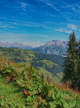 Alpine Rhubarb Foreground with Austrian Mountain Peaks