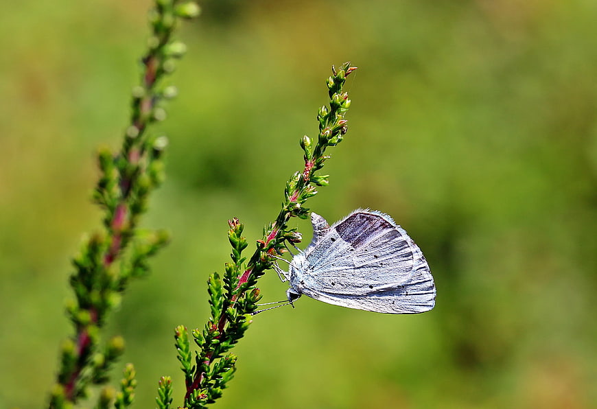 Blue Butterfly on Green Plant Stem