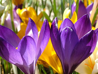 Close-up of vibrant purple and yellow crocus flowers in spring