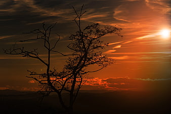 Silhouette of Tree Against Dramatic Orange Sunset Sky