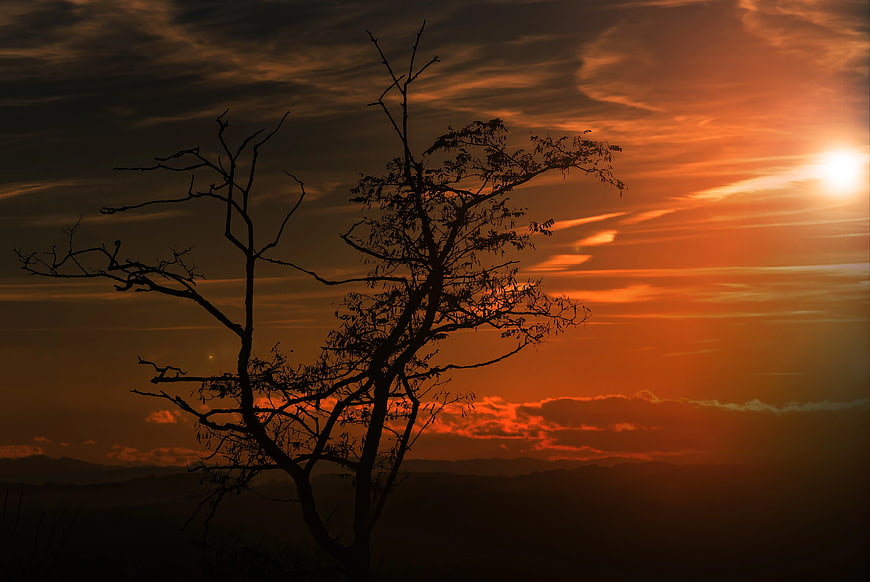 Silhouette of Tree Against Dramatic Orange Sunset Sky