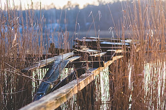 Decaying wooden pier surrounded by tall dry reeds