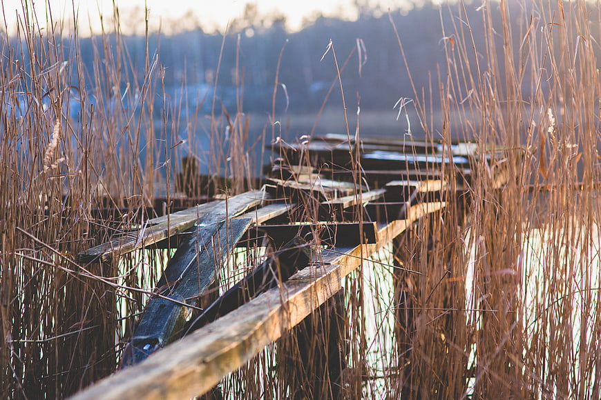 Decaying wooden pier surrounded by tall dry reeds