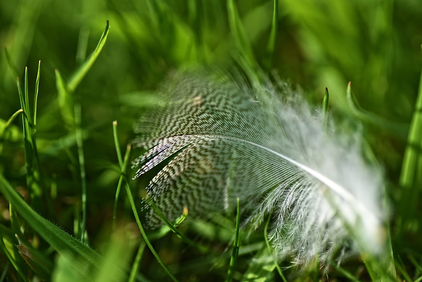 Close-up of a white bird feather in green grass