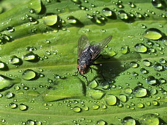 Close-up of a fly on a green leaf with water droplets