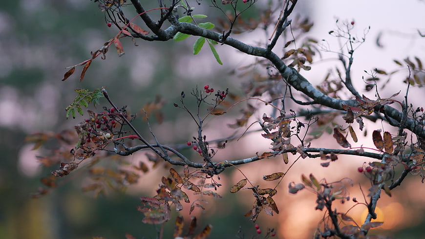 Autumn Rowan Branches with Red Berries and Bokeh Background