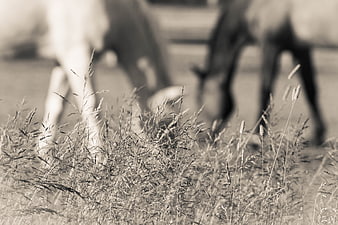 Sepia toned grass foreground with blurred grazing horses