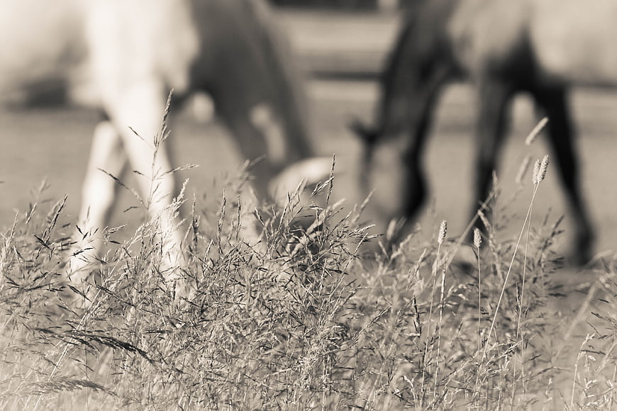 Sepia toned grass foreground with blurred grazing horses