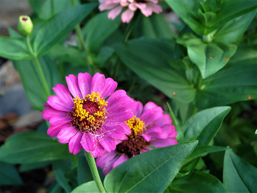 Close-up of vibrant pink zinnia flowers in a garden