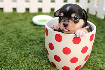 Cute Chihuahua Puppy in Red Polka Dot Cup on Grass