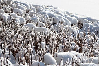 Frost-covered bushes in a snowy winter landscape