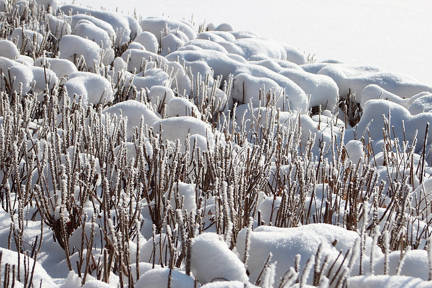 Frost-covered bushes in a snowy winter landscape
