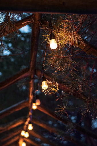 Edison Bulb String Lights Hanging on Pine Branches at Dusk