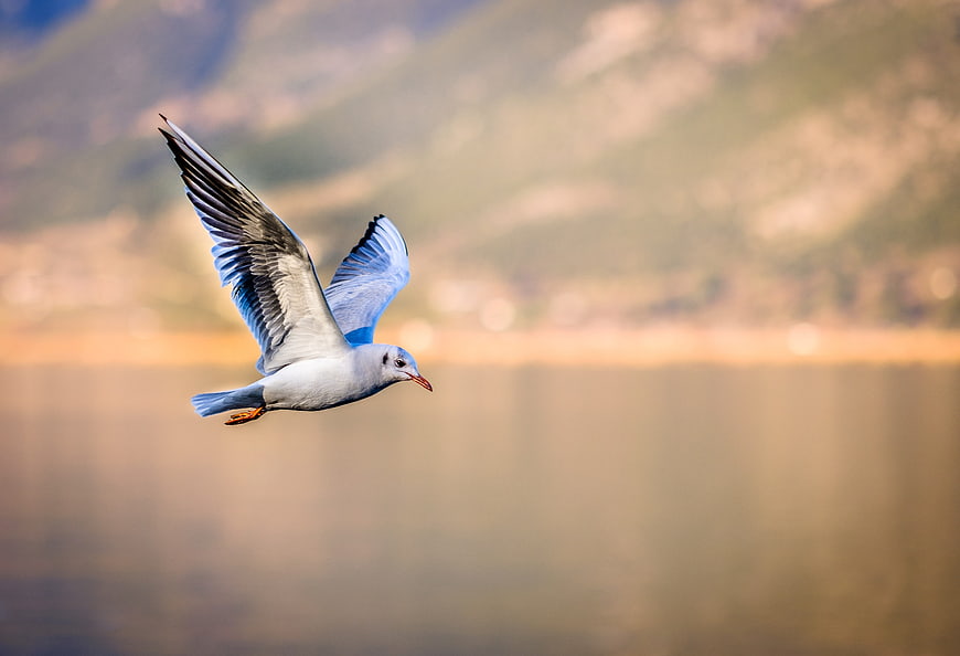 Seagull in Flight Over Lake with Blurred Mountain Background