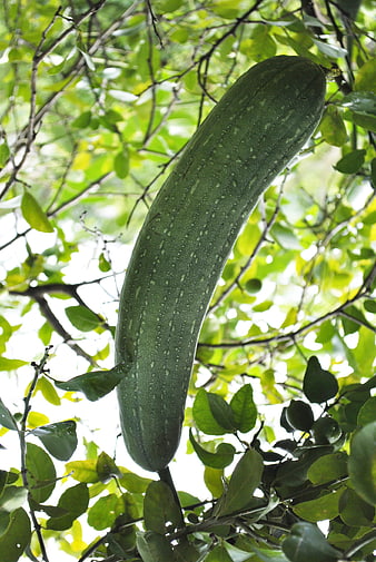 Large Green Bitter Melon Hanging From Tree Branch