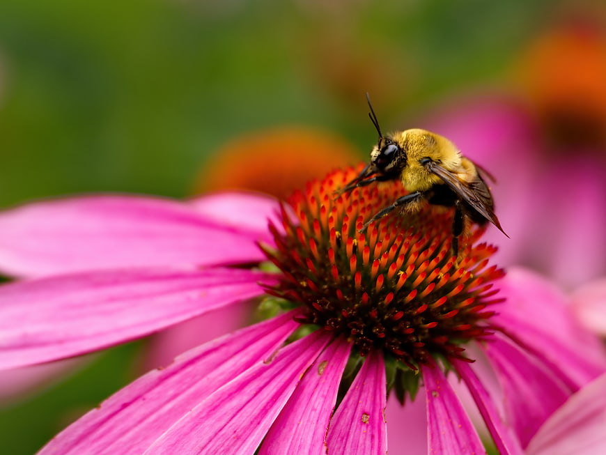 Bumblebee Pollinating Pink Coneflower in Garden