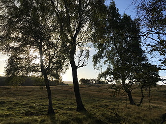 Sunrise Through Trees In Scottish Highlands Meadow