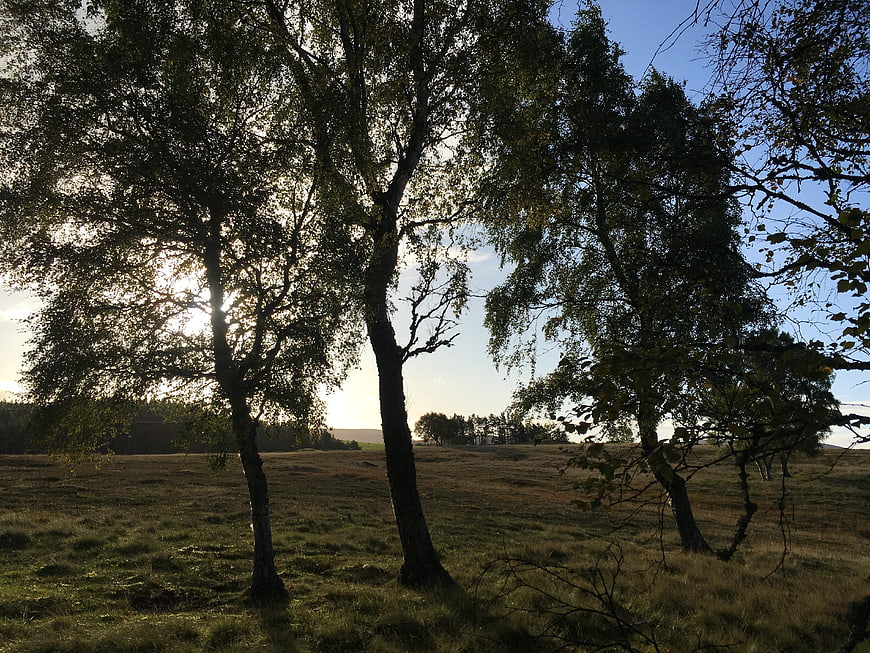 Sunrise Through Trees In Scottish Highlands Meadow