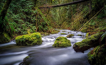 Misty Stream Flowing Through Mossy Forest