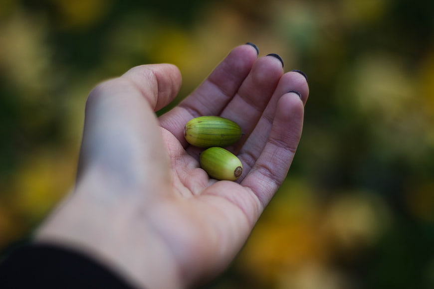 Hand holding green acorns in autumn forest