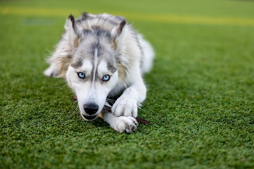Siberian Husky Puppy Chewing Stick on Green Grass