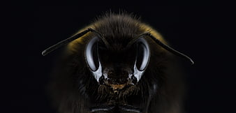 Extreme Macro Close-Up of a Bumblebee Face on Black