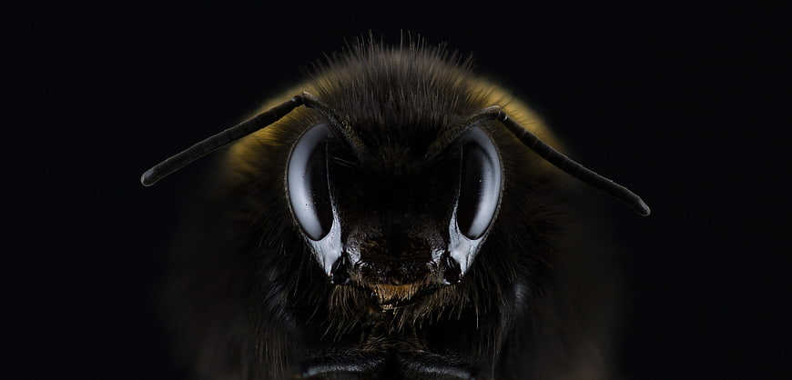 Extreme Macro Close-Up of a Bumblebee Face on Black
