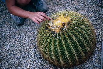 High angle view of hand touching golden barrel cactus