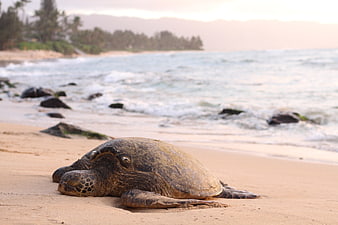 Sea turtle resting on sandy beach with ocean waves