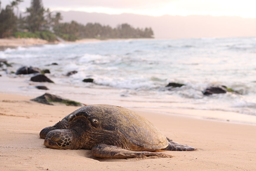 Sea turtle resting on sandy beach with ocean waves