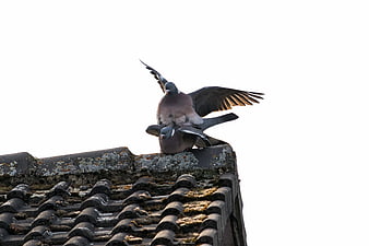 Two pigeons mating on a mossy tiled roof against white sky