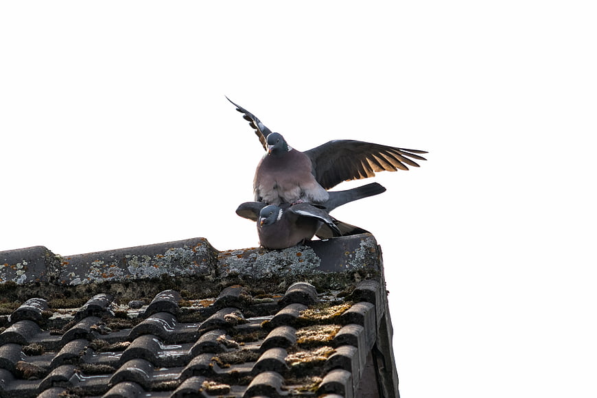 Two pigeons mating on a mossy tiled roof against white sky