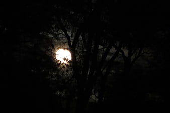 Full moon glowing through dark tree branches at night