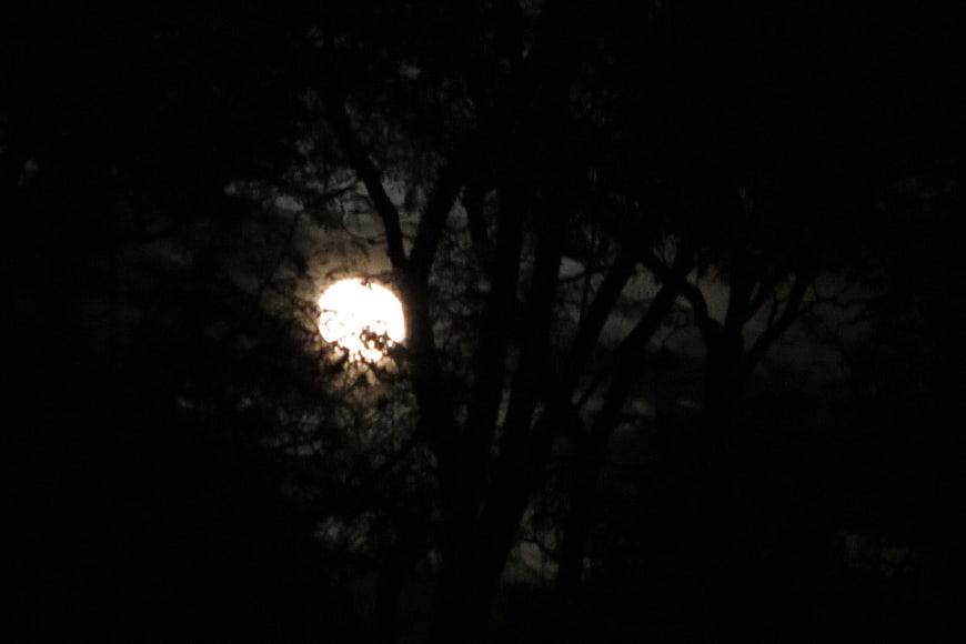 Full moon glowing through dark tree branches at night