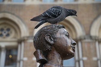 Pigeon perched on bronze statue head in front of architecture