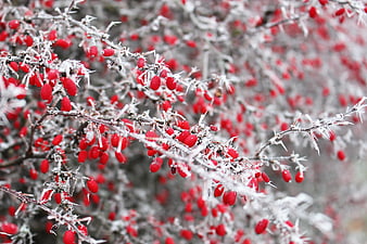 Frosty Red Berries on Thorny Winter Branches