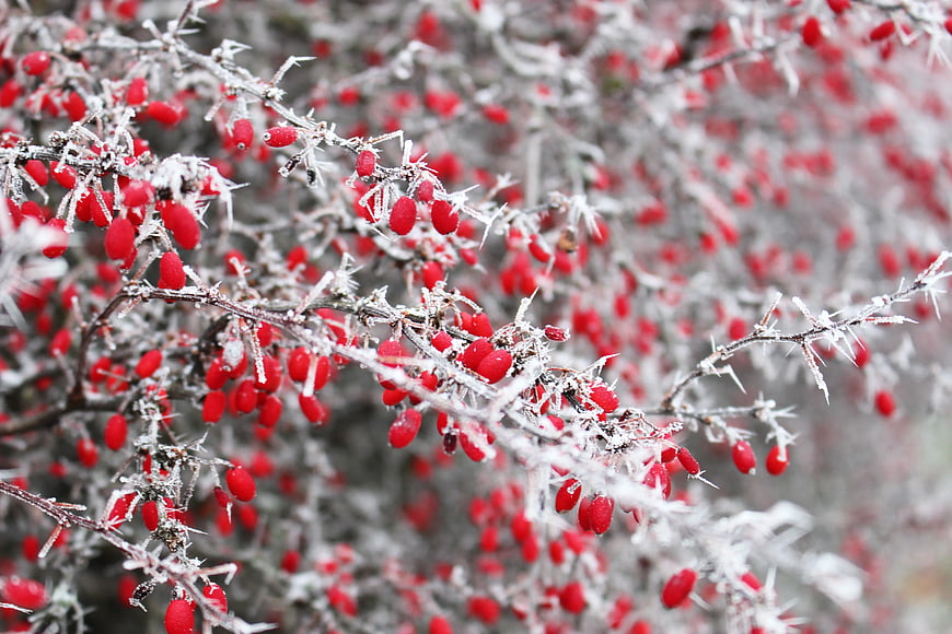 Frosty Red Berries on Thorny Winter Branches