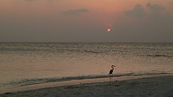 Solitary Heron Silhouette on Beach at Sunset