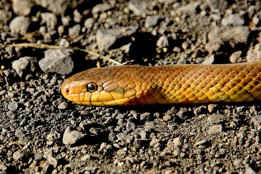 Close-up of a yellow snake on rocky ground