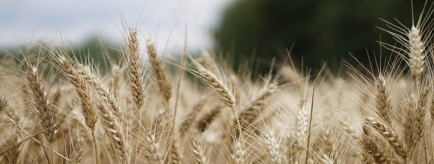 Golden Wheat Field Close-Up with Blurred Background