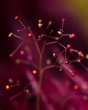 Macro photography of red berries on delicate stems with purple bokeh background