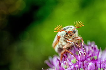 Macro shot of a cockchafer beetle on a purple flower