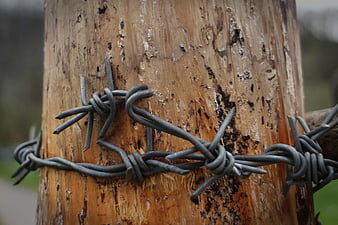 Close-up of barbed wire wrapped around a weathered wooden fence post